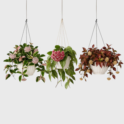 Hoya Combo Collection – 3 Different Varieties | Mature Well-Rooted Hoya Plants