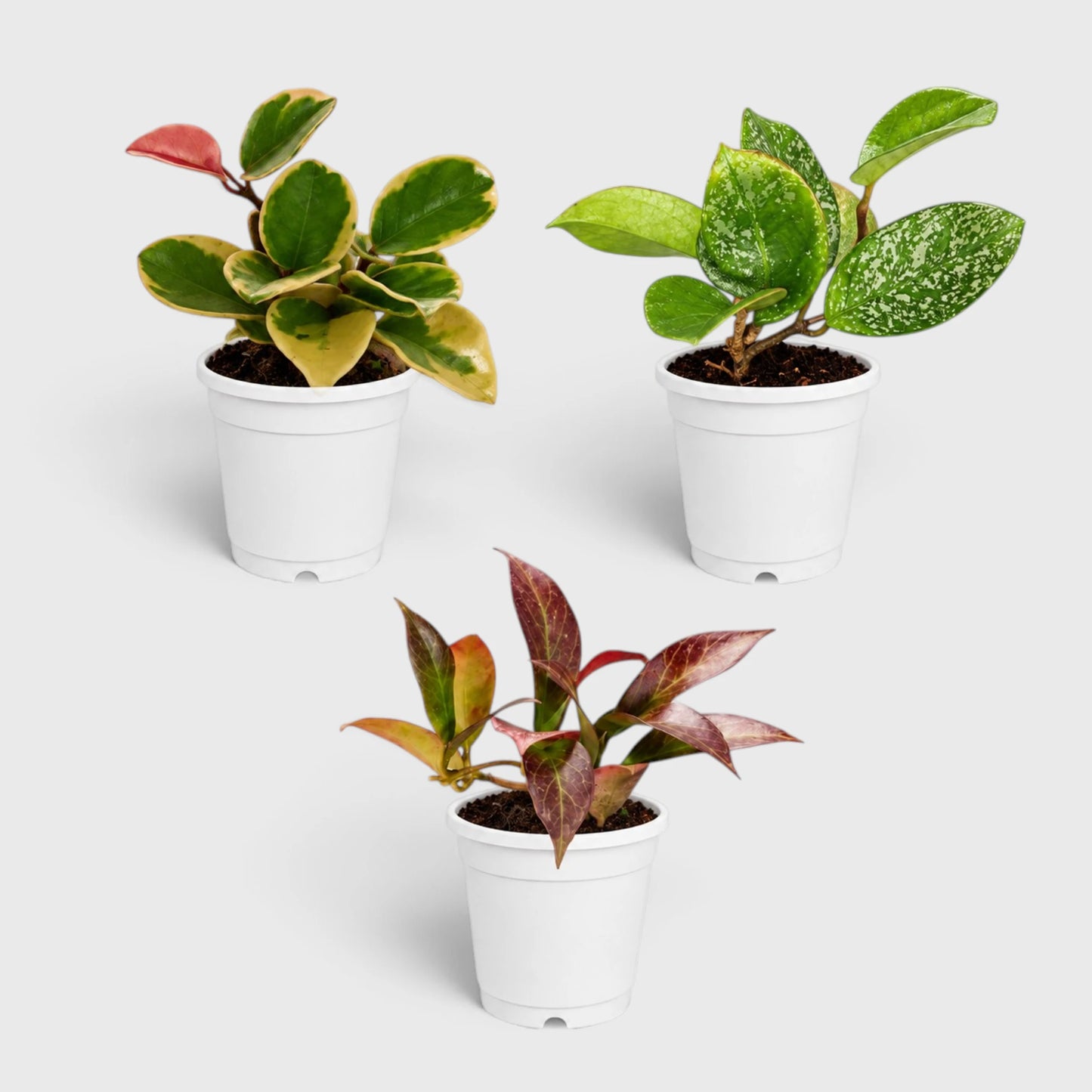 Hoya Combo Collection – 3 Different Varieties | Mature Well-Rooted Hoya Plants