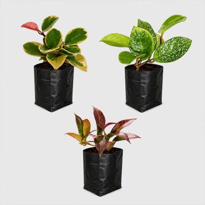 Hoya Combo Collection – 3 Different Varieties | Mature Well-Rooted Hoya Plants