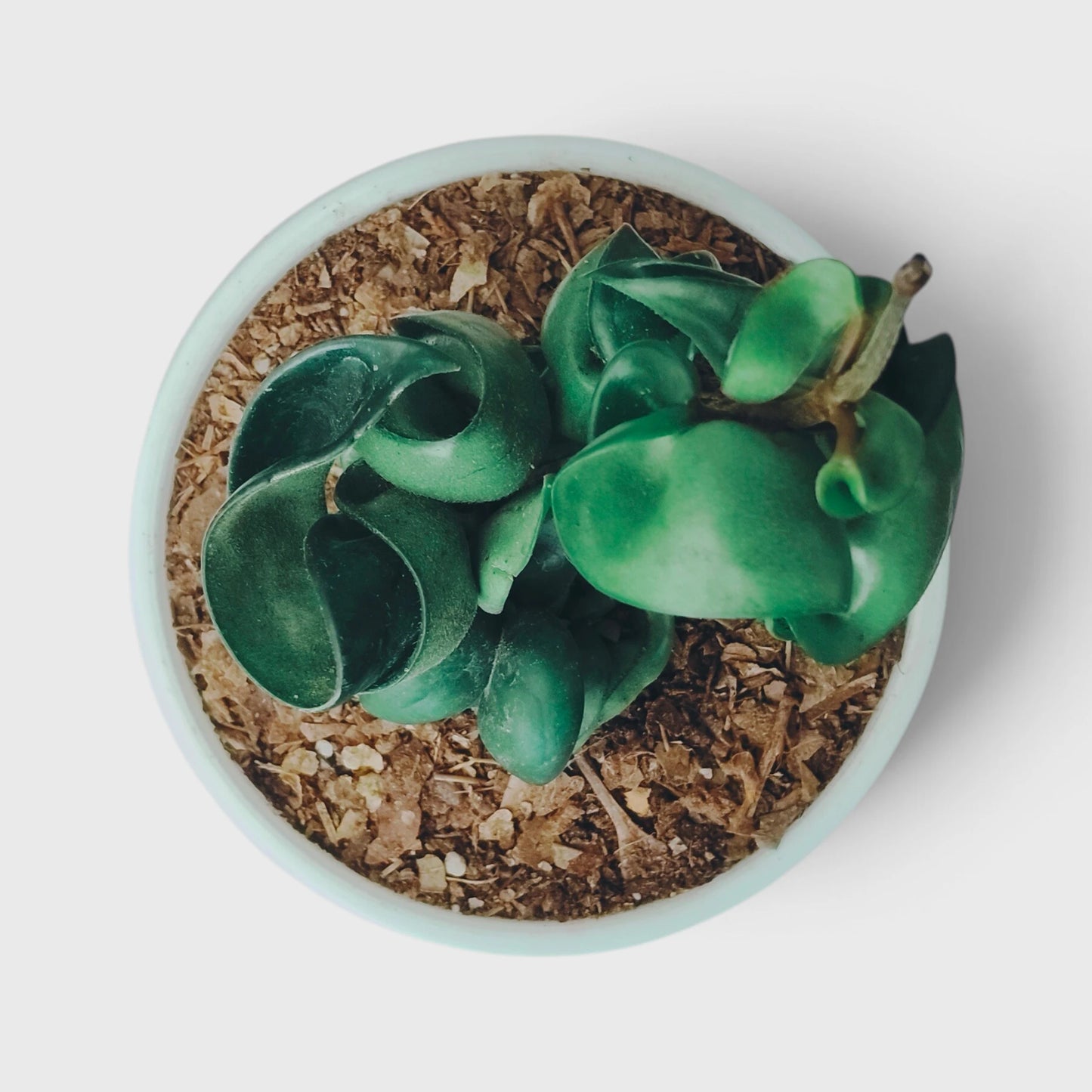 Hoya Hindu Rope – Hoya Carnosa Compacta Hanging Plant