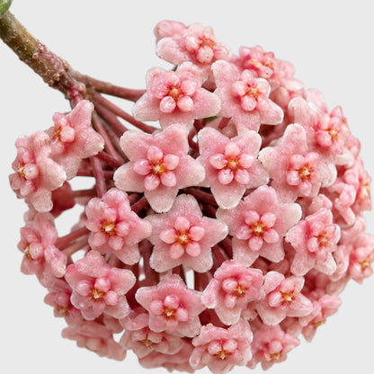 Hoya Hindu Rope – Hoya Carnosa Compacta Hanging Plant