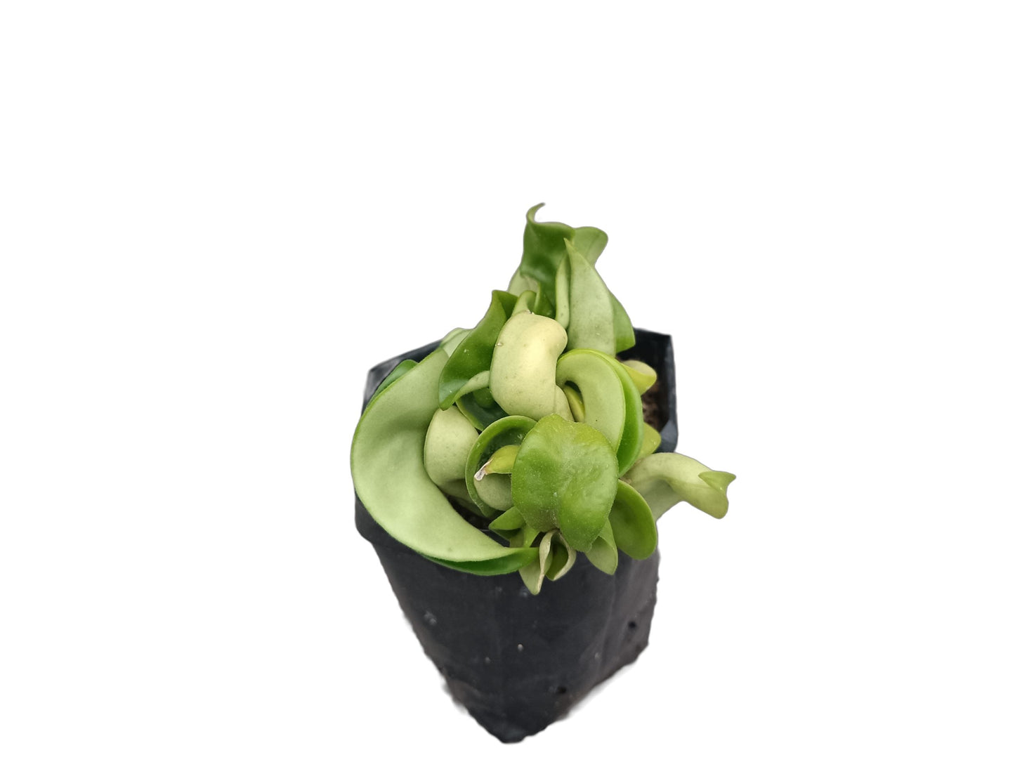 Hoya Hindu Rope - Hoya Compacta - My Store