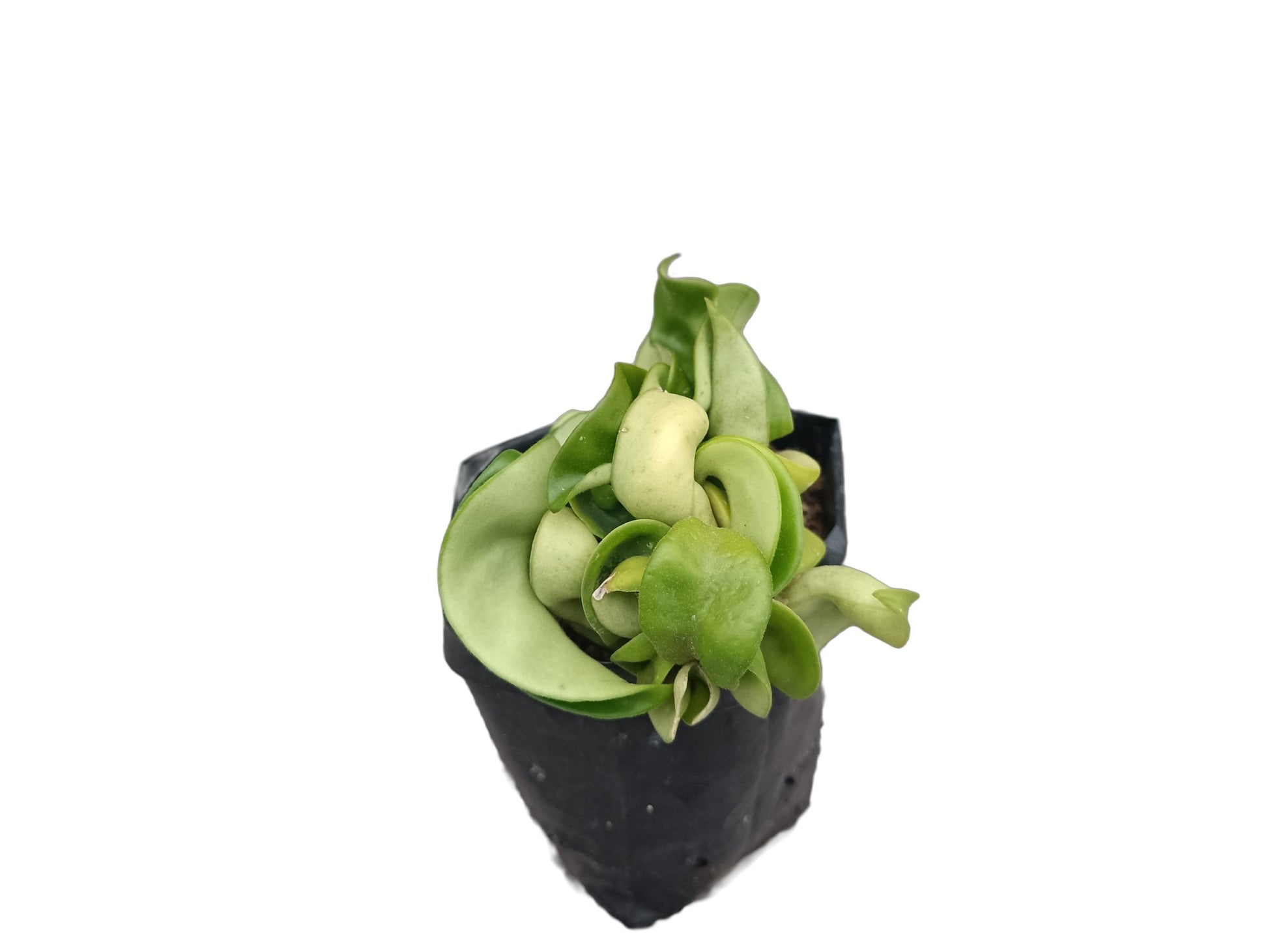 Hoya Hindu Rope - Hoya Compacta - My Store