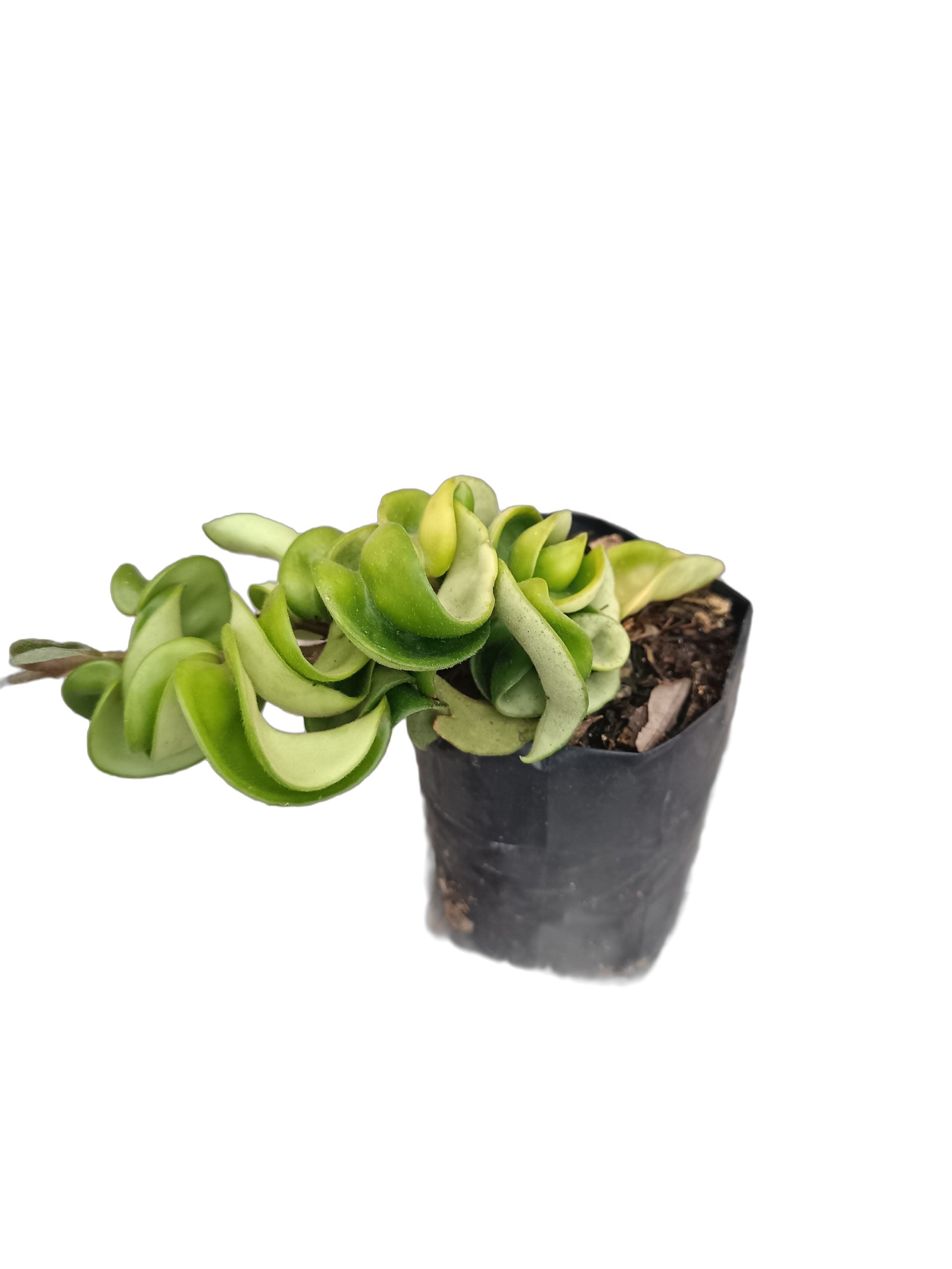 Hoya Hindu Rope - Hoya Compacta - My Store