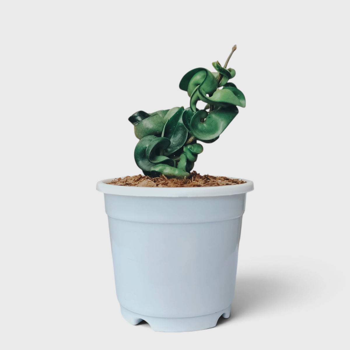 Hoya Hindu Rope – Hoya Carnosa Compacta Hanging Plant