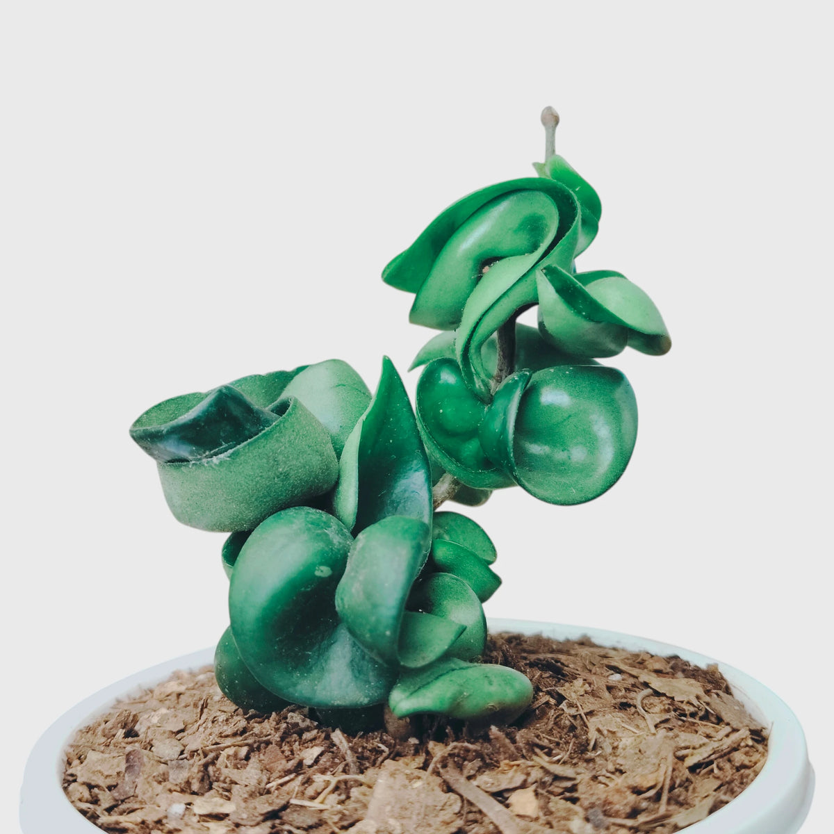 Hoya Hindu Rope – Hoya Carnosa Compacta Hanging Plant