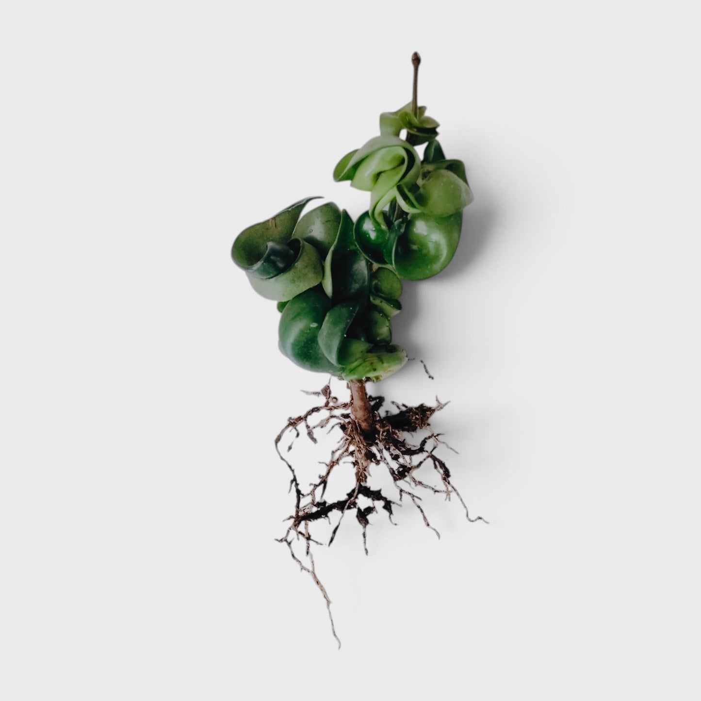 Hoya Hindu Rope – Hoya Carnosa Compacta Hanging Plant