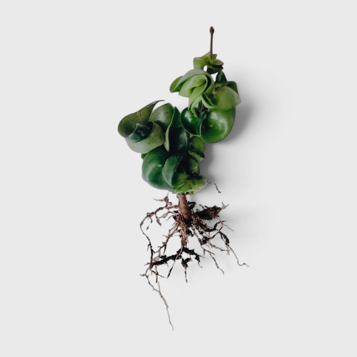 Hoya Hindu Rope – Hoya Carnosa Compacta Hanging Plant