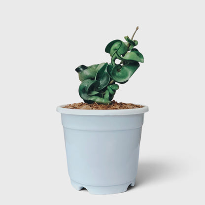 Hoya Hindu Rope – Hoya Carnosa Compacta Hanging Plant