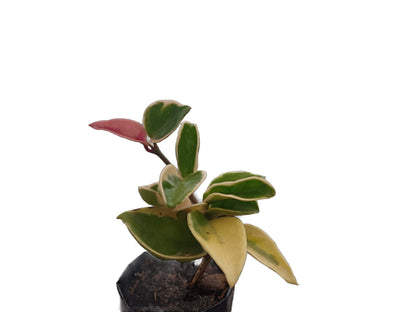 Hoya Krimson Queen 'Karnosa' Variegated: Enchanting Beauty for Any Space - My Store