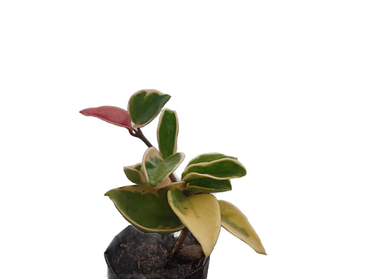 Hoya Krimson Queen 'Karnosa' Variegated: Enchanting Beauty for Any Space - My Store