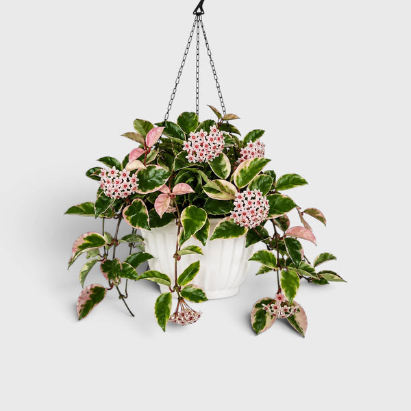 Hoya Krimson Queen