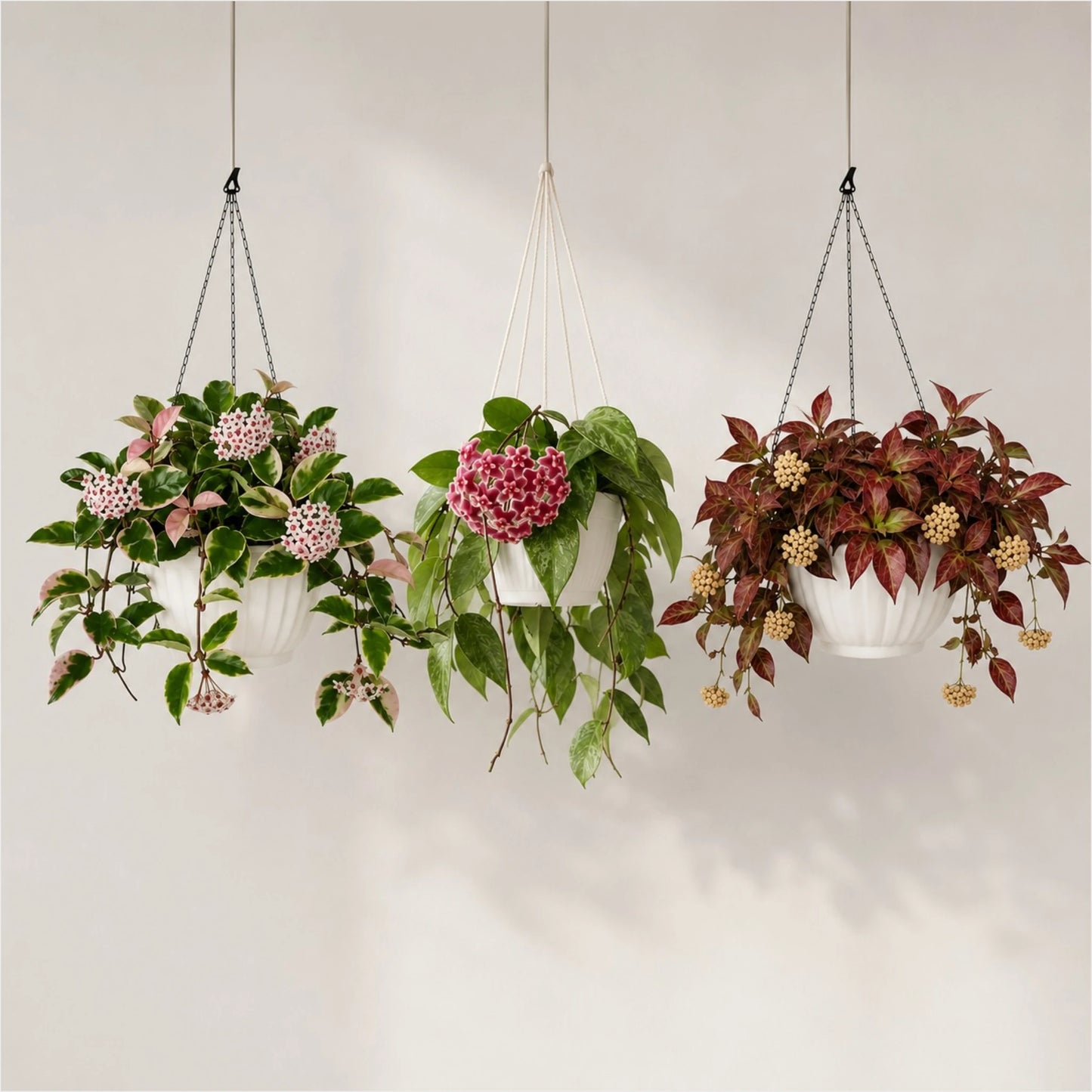 Hoya Combo Collection – 3 Different Varieties | Mature Well-Rooted Hoya Plants