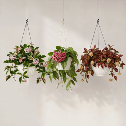 Hoya Combo Collection – 3 Different Varieties | Mature Well-Rooted Hoya Plants