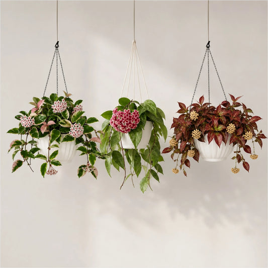 Hoya Combo Collection – 3 Different Varieties | Mature Well-Rooted Hoya Plants