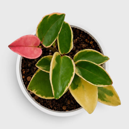 Hoya Krimson Queen 'Karnosa' Variegated | Mature Hanging Hoya Plant