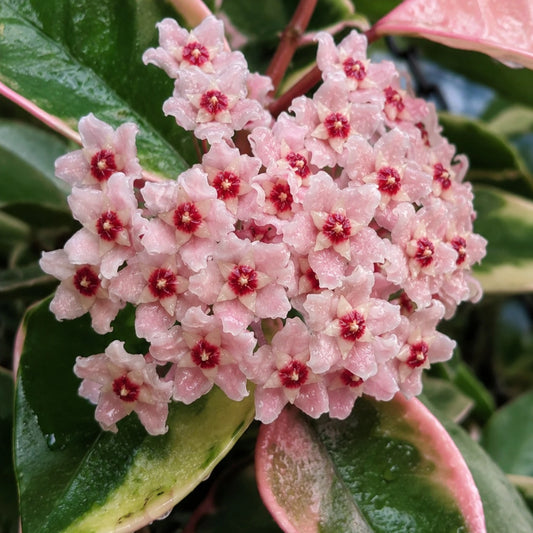 Hoya Krimson Queen 'Karnosa' Variegated | Mature Hanging Hoya Plant