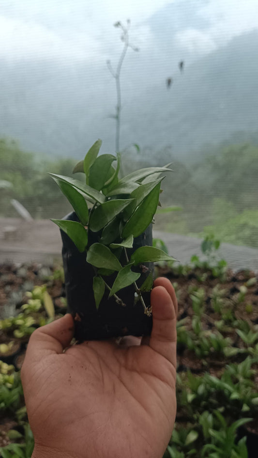 Hoya Memoria - The Stunning Caramel Hoya Plant - My Store