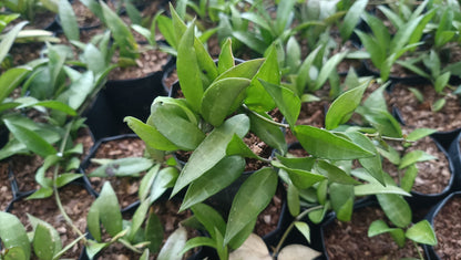 Hoya Memoria - The Stunning Caramel Hoya Plant - My Store