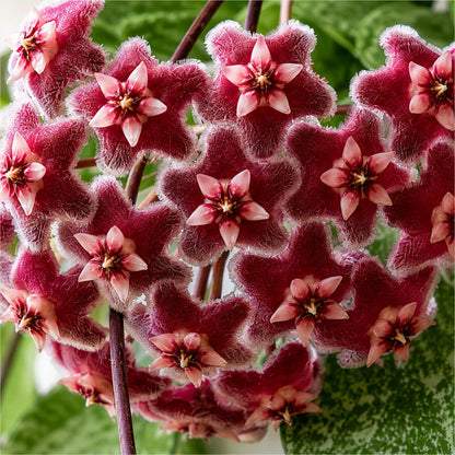 Hoya Pubicalyx Silver Splash | Mature Well-Rooted Hanging Plant