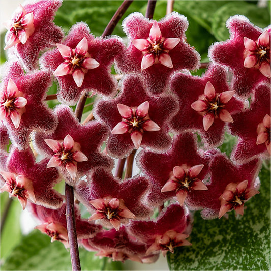 Hoya Pubicalyx Silver Splash | Mature Well-Rooted Hanging Plant