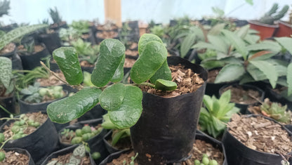 Hoya Rotundiflora: Lush Vining Plant with Stunning Foliage - My Store