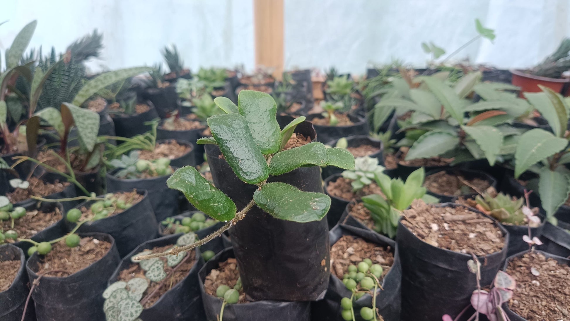 Hoya Rotundiflora: Lush Vining Plant with Stunning Foliage - My Store