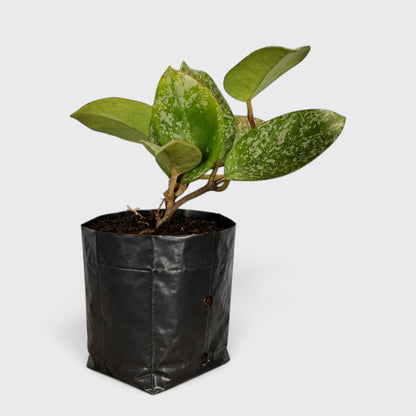 Hoya Pubicalyx Silver Splash | Mature Well-Rooted Hanging Plant