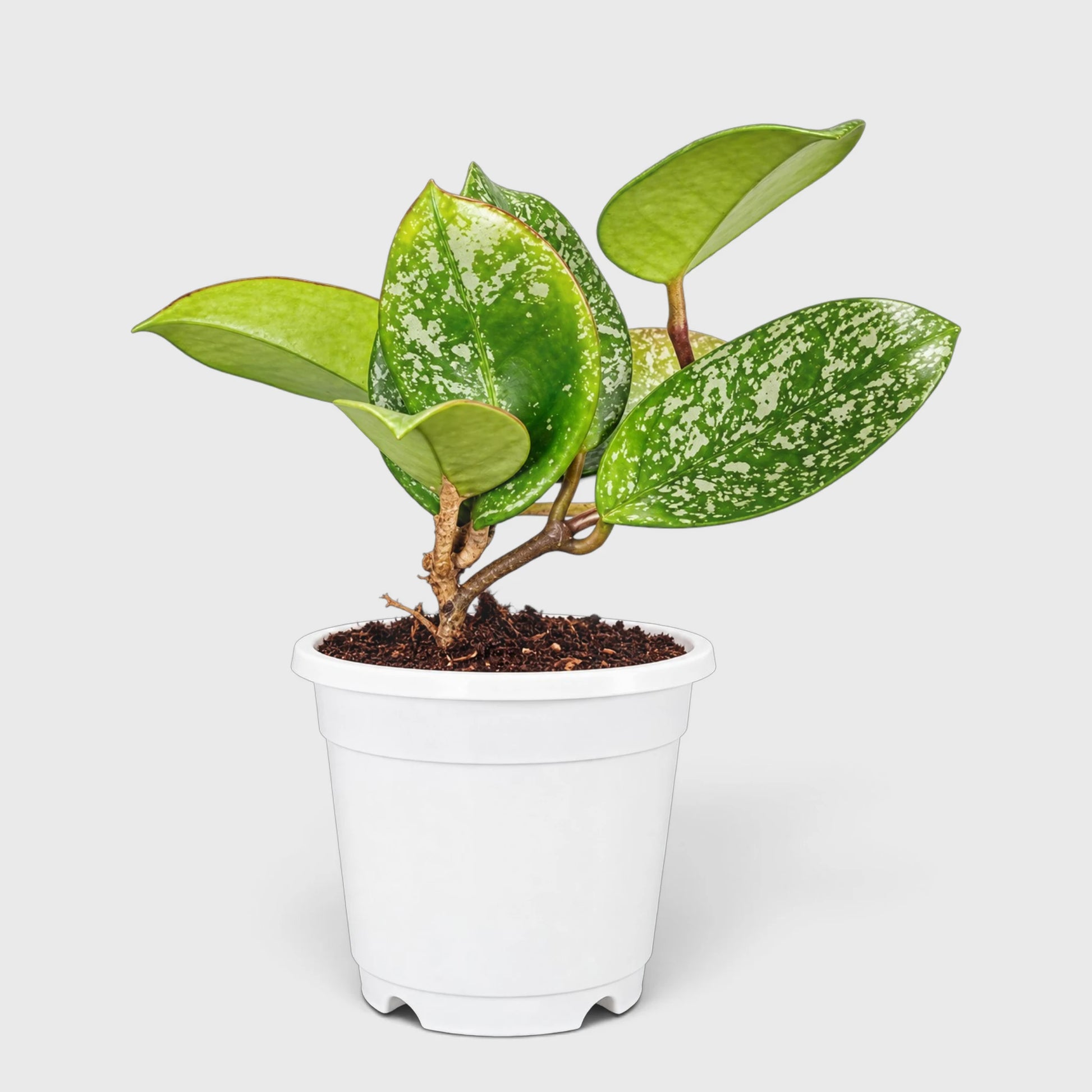 Hoya Pubicalyx Silver Splash | Mature Well-Rooted Hanging Plant