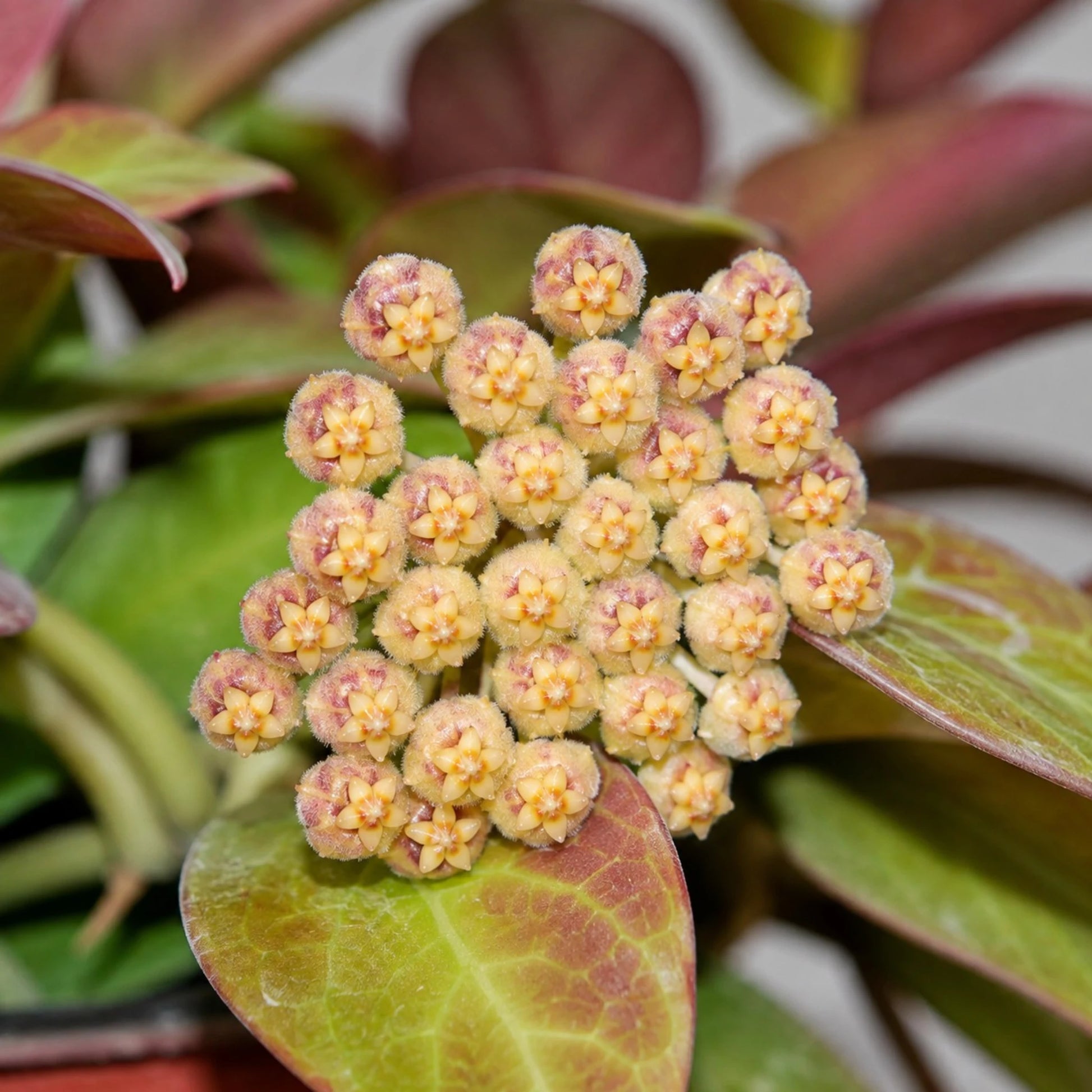 Hoya Sunrise (Hoya lacunosa × Hoya obscura) | Mature Medium Hanging Plant