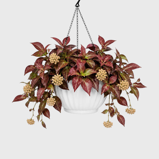 Hoya Sunrise (Hoya lacunosa × Hoya obscura) | Mature Medium Hanging Plant