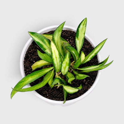 Hoya Wayetii 'Variegata' (Tricolor) – Well-Rooted Live Plant - Small Size