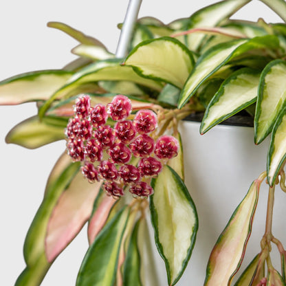 Hoya Wayetii 'Variegata' (Tricolor) – Well-Rooted Live Plant - Small Size