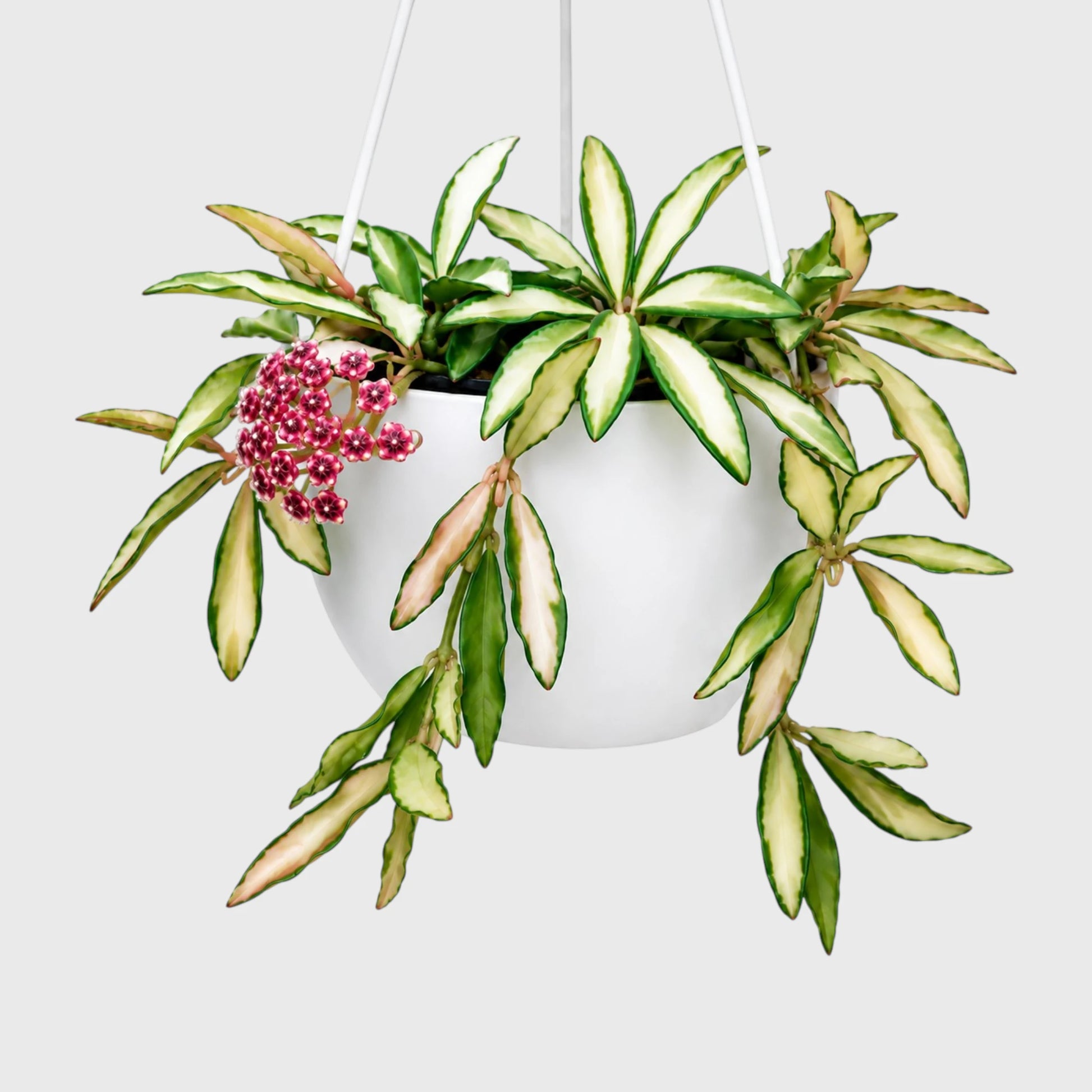 Hoya Wayetii 'Variegata' (Tricolor) – Well-Rooted Live Plant - Small Size