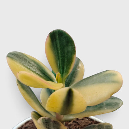 Golden Crassula Ovata Variegated Hummel's Sunset (Good Luck Vastu Plant) Jade Plant