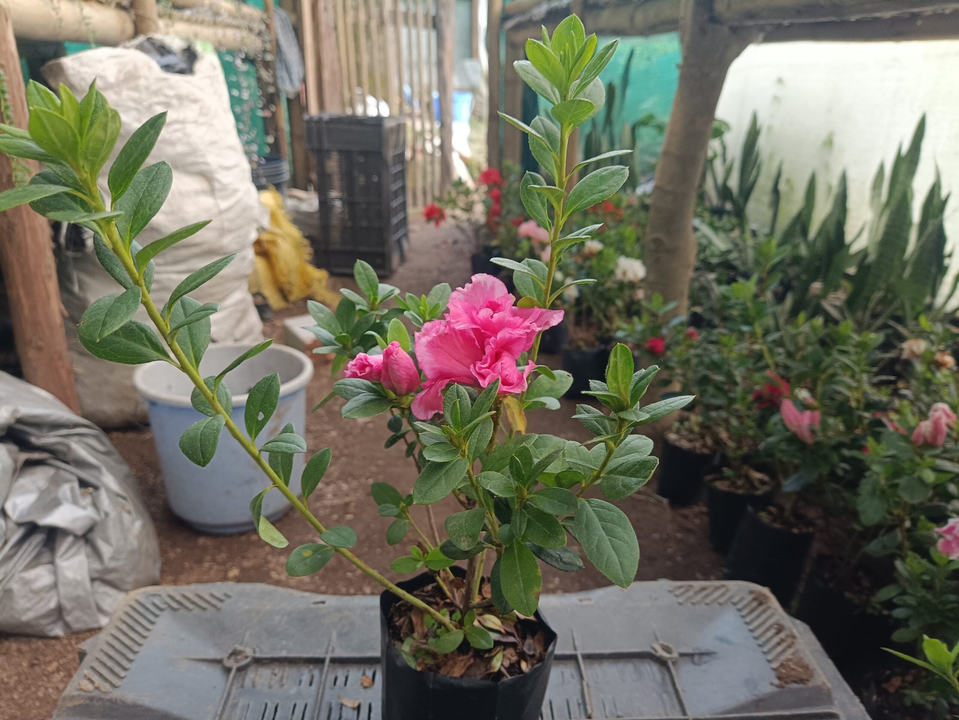 Hurry, Hot Pink Azalea at a Very Low Price - All - Season Flowering Plant for Sale, Before Offer Ends! - My Store