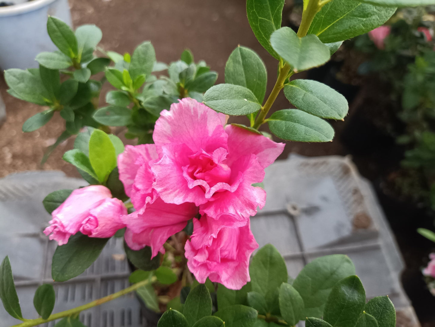 Hurry, Hot Pink Azalea at a Very Low Price - All - Season Flowering Plant for Sale, Before Offer Ends! - My Store
