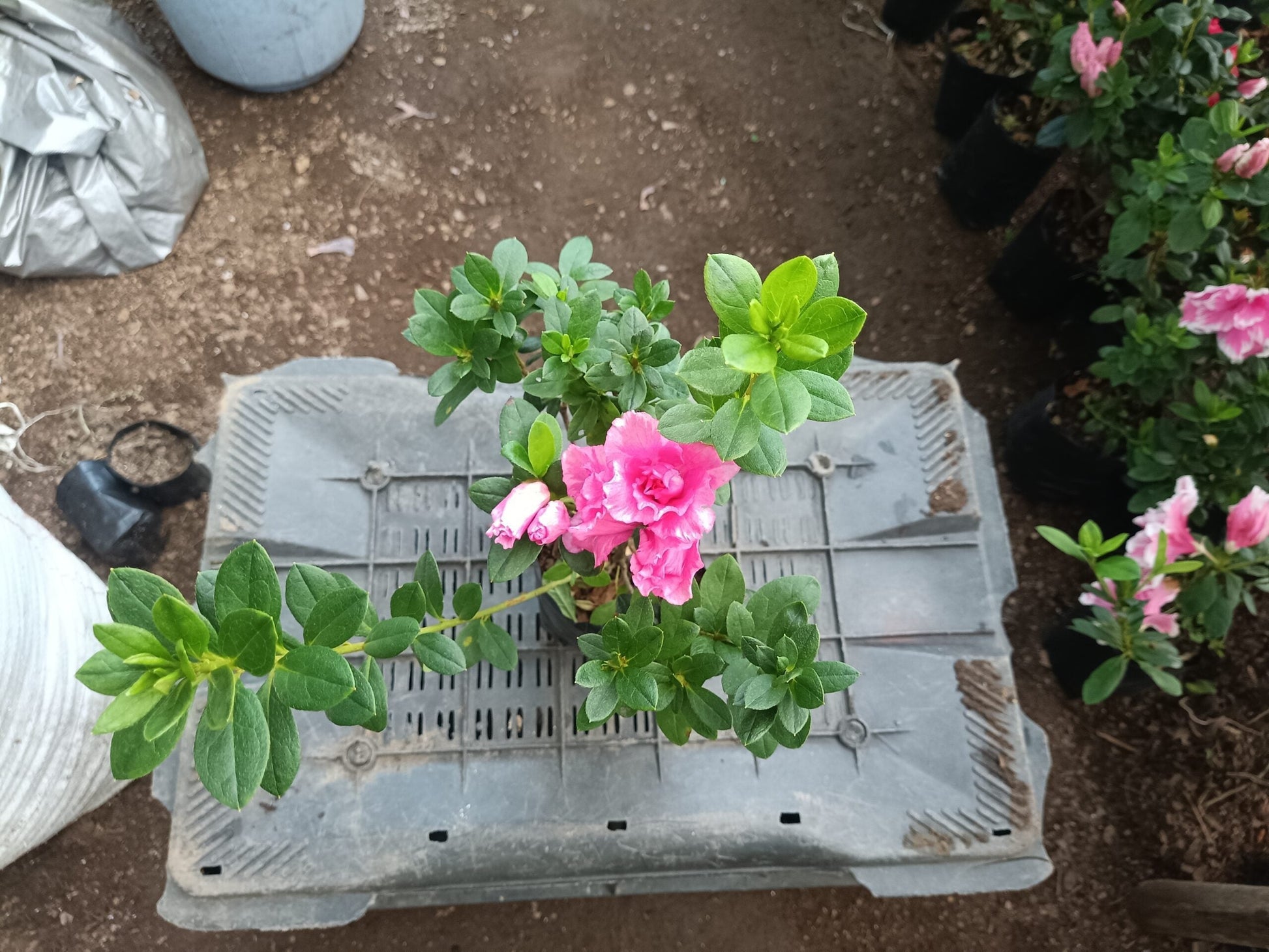 Hurry, Hot Pink Azalea at a Very Low Price - All - Season Flowering Plant for Sale, Before Offer Ends! - My Store
