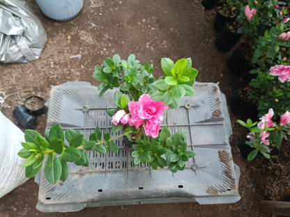 Hurry, Hot Pink Azalea at a Very Low Price - All - Season Flowering Plant for Sale, Before Offer Ends! - My Store