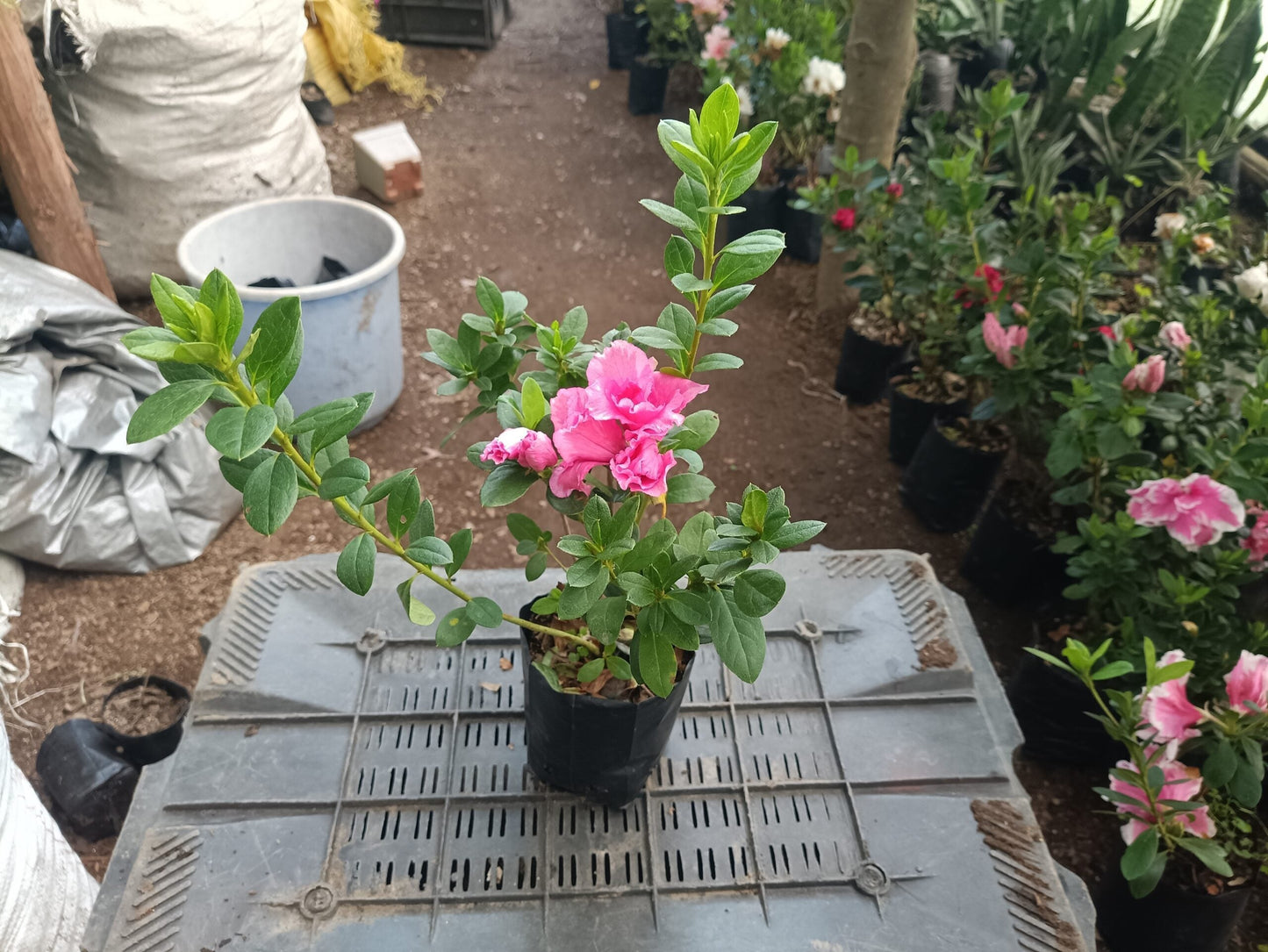 Hurry, Hot Pink Azalea at a Very Low Price - All - Season Flowering Plant for Sale, Before Offer Ends! - My Store