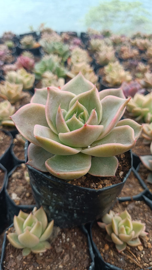 Hybrid Agavoid x Lola Succulent: The Elegant and Resilient Beauty - My Store