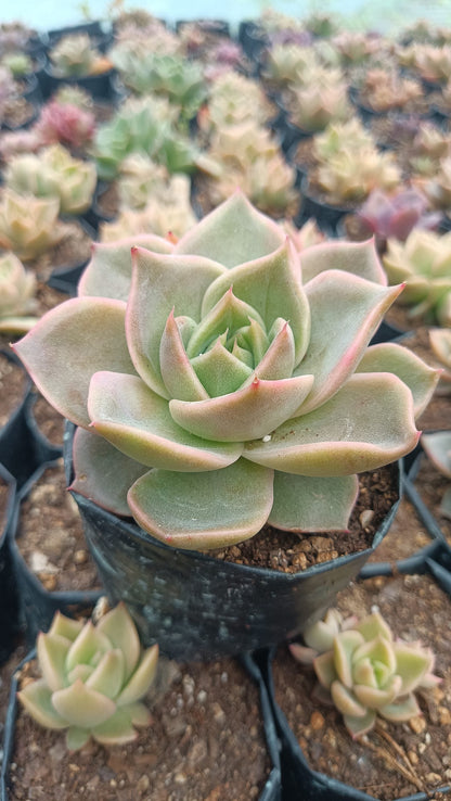 Hybrid Agavoid x Lola Succulent: The Elegant and Resilient Beauty - My Store