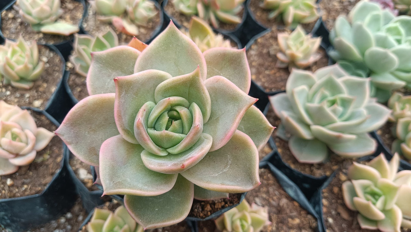 Hybrid Agavoid x Lola Succulent: The Elegant and Resilient Beauty - My Store