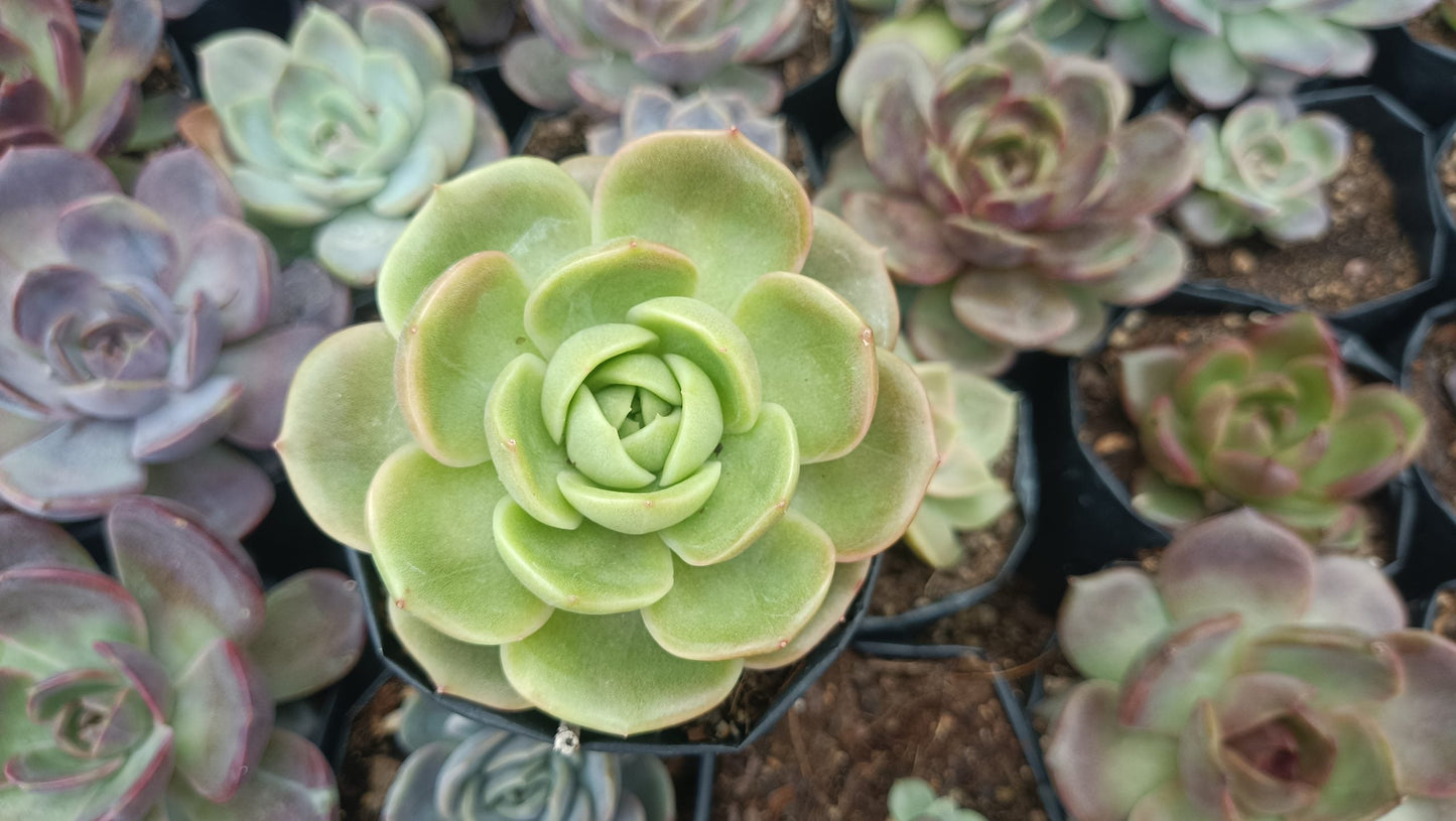 Hybrid Echeveria Green Maria Succulent: Compact Beauty for Your Space! - My Store