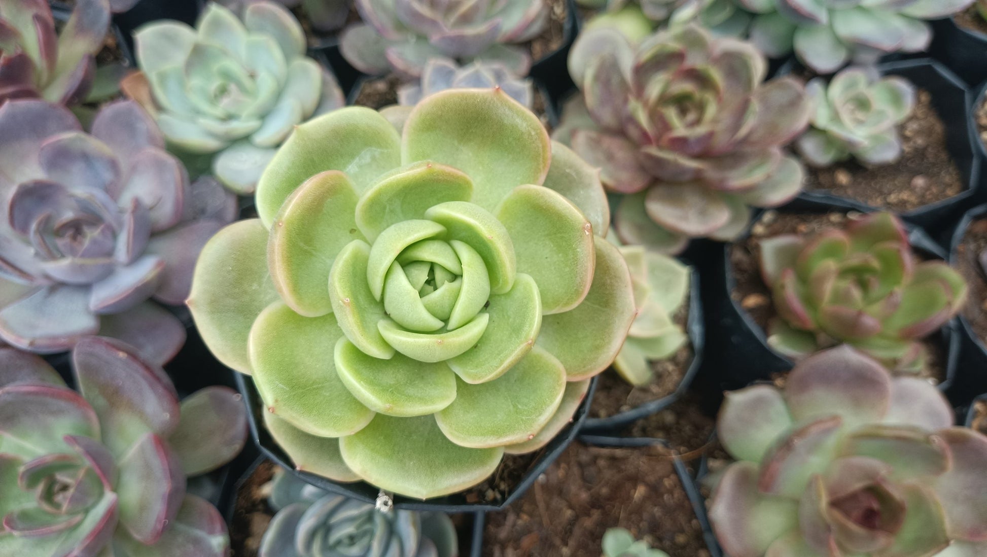 Hybrid Echeveria Green Maria Succulent: Compact Beauty for Your Space! - My Store