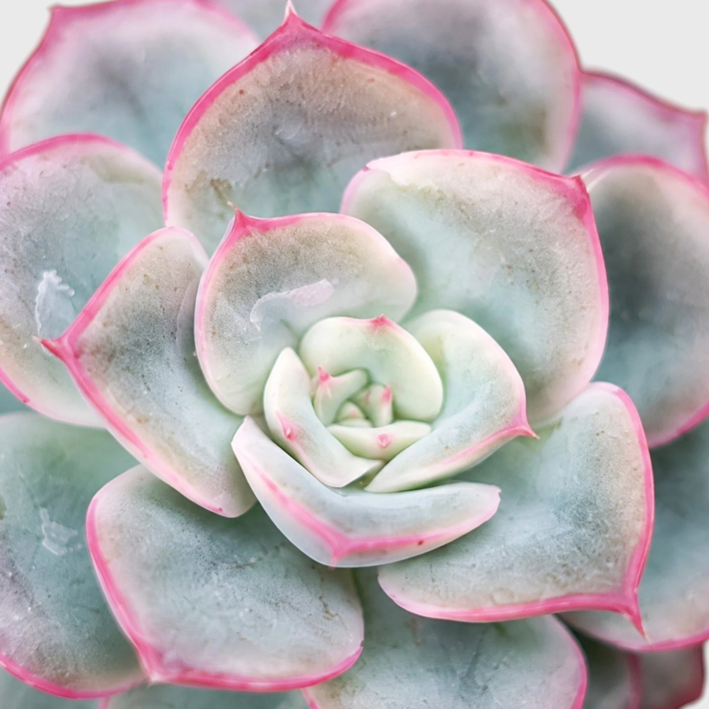 Hybrid Echeveria Orient | Mature Well Rooted Live Succulent