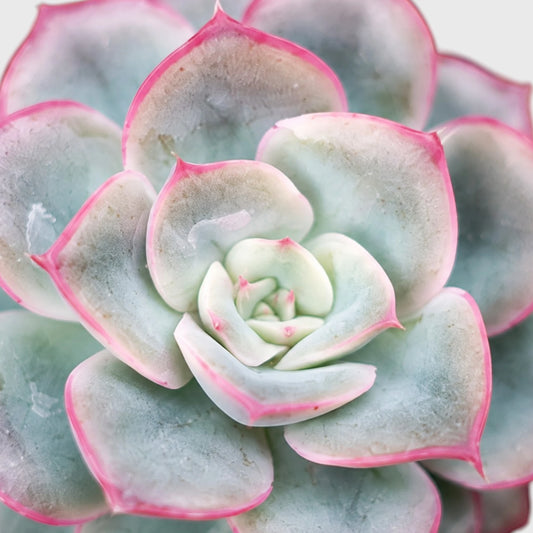 Hybrid Echeveria Orient | Mature Well Rooted Live Succulent