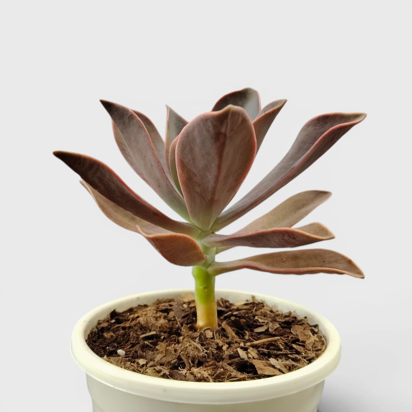 Graptoveria 'Fred Ives' – Color-Changing Rosette Succulent Indoor Plant