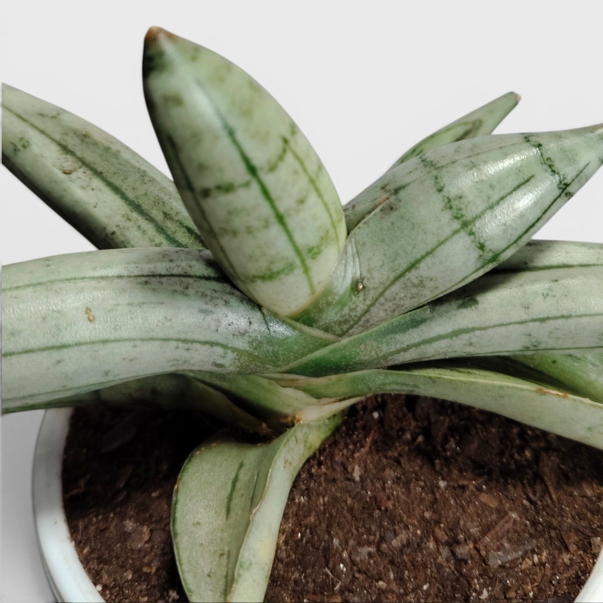 Sansevieria ‘Ice Man’ – Compact Air Purifying Snake Plant | Bare Rooted