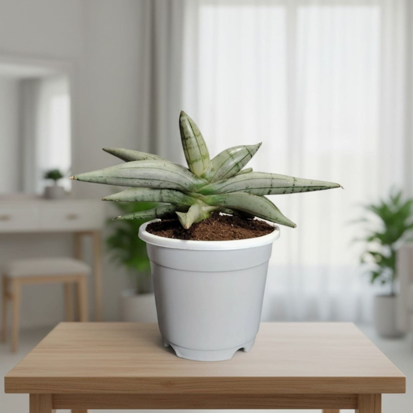 Sansevieria ‘Ice Man’ – Compact Air Purifying Snake Plant | Bare Rooted